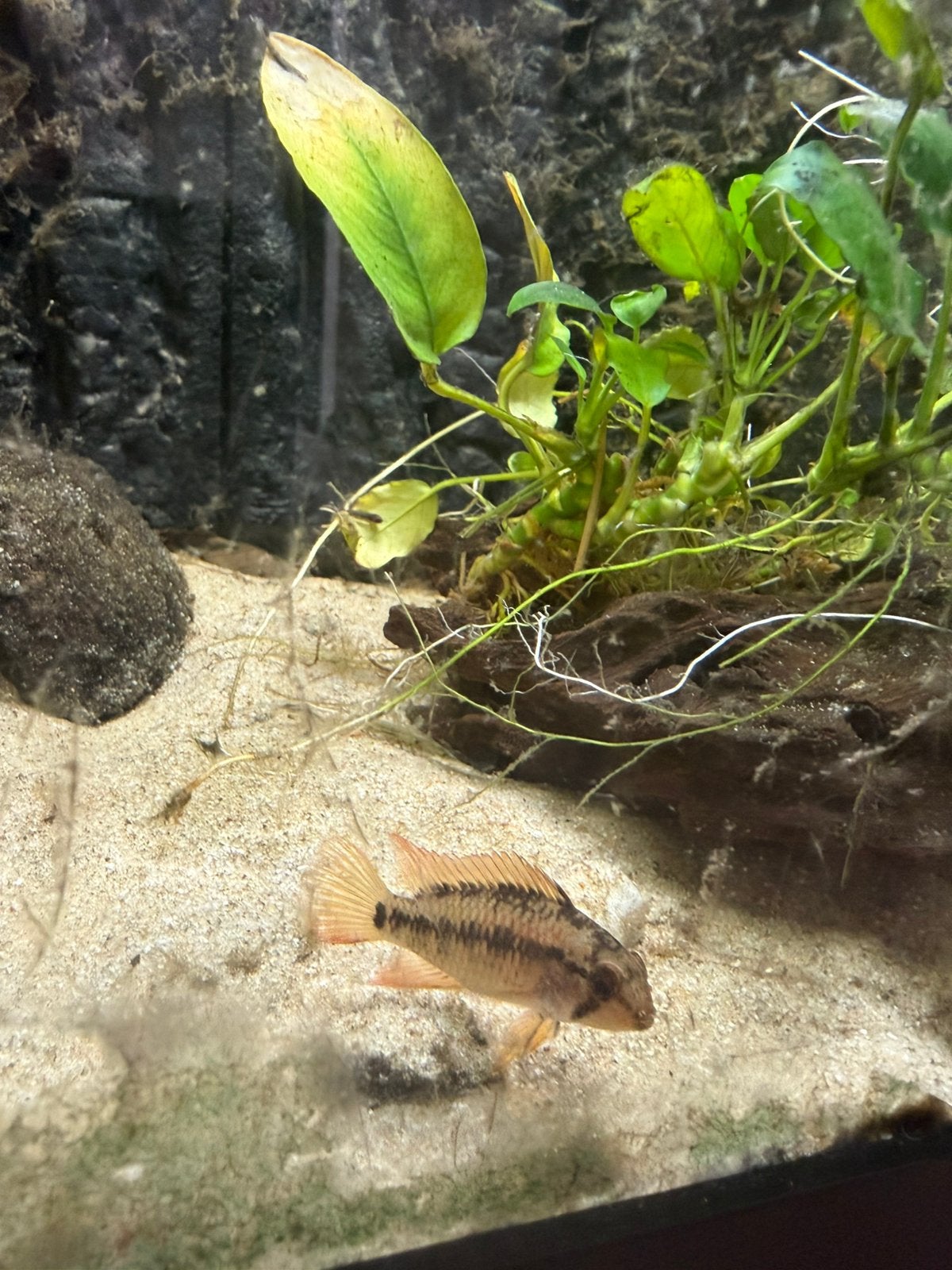 Vis, aquarium vis,, Dieren en Toebehoren, Ophalen