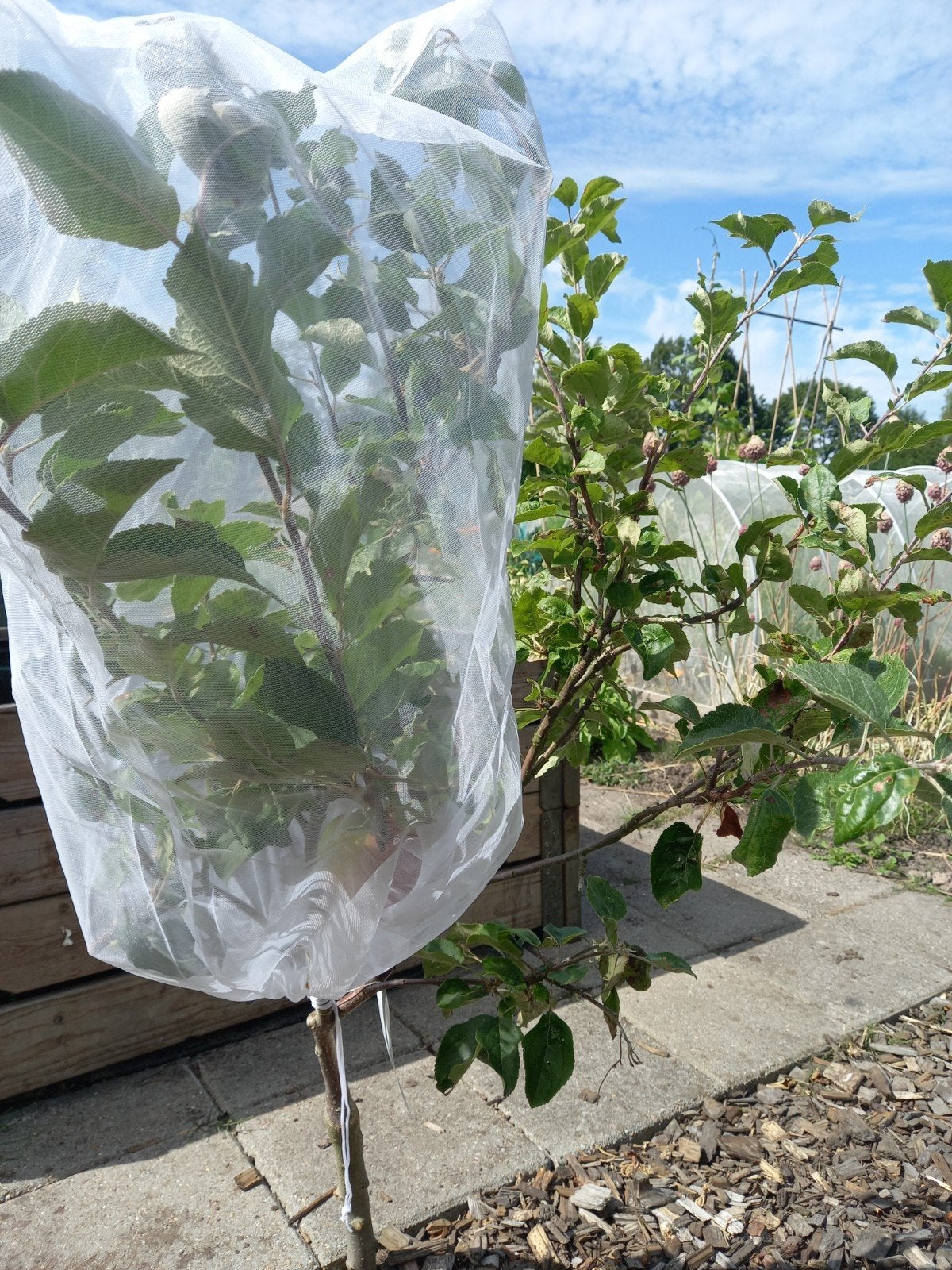 7 stuks klamboe voor jonge kleine boompjes 5 euro  per s, Ophalen, Volle zon, Overige soorten, Minder dan 100 cm