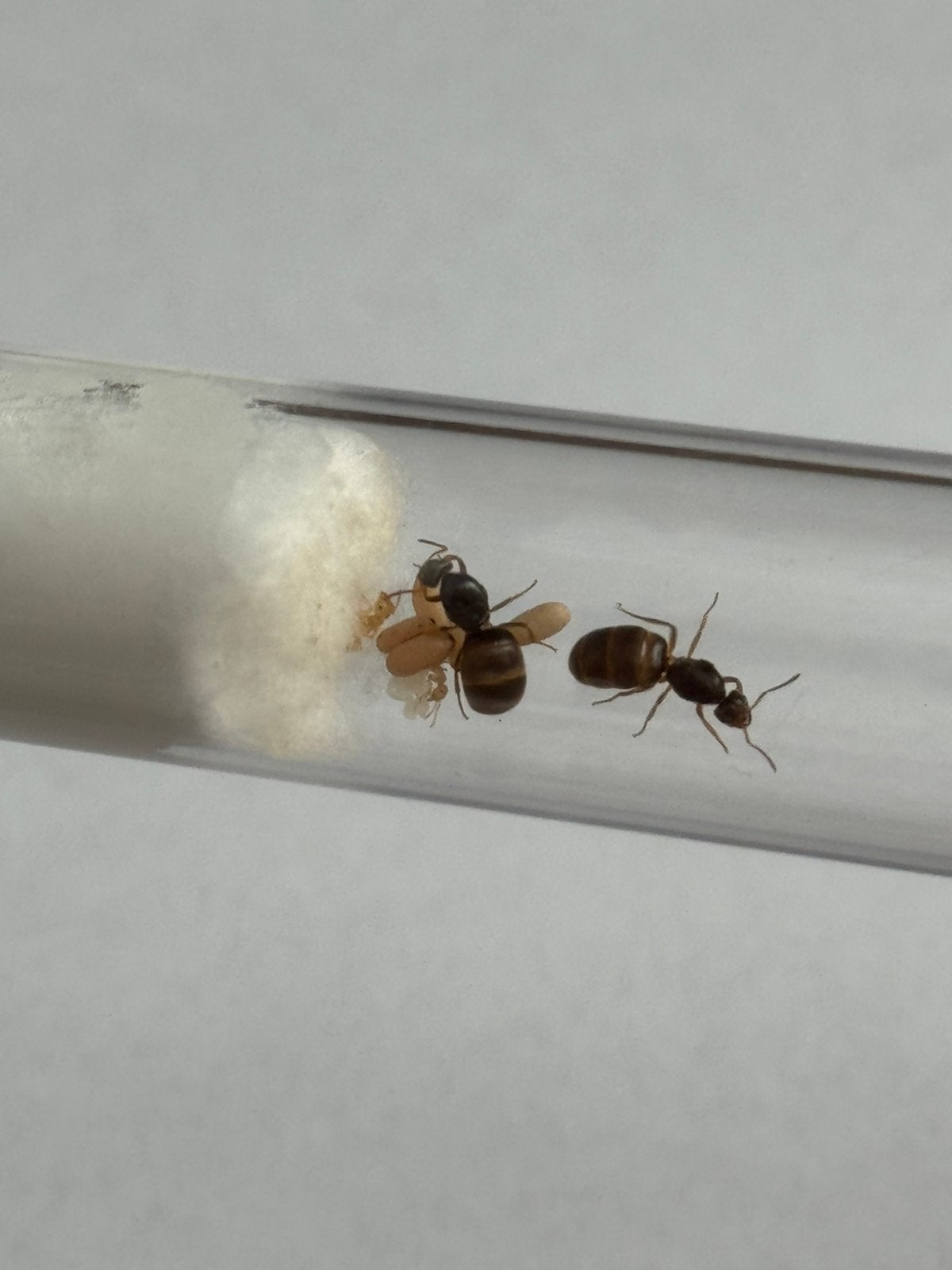 2Q Lasius flavus | 2 werksters, Mieren