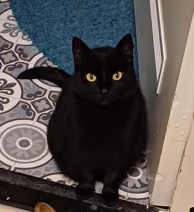Liefe zwarte poes zoekt nieuwe huis, Dieren en Toebehoren, Katten en Kittens | Raskatten | Korthaar, Poes, Gechipt, 6 jaar of ouder