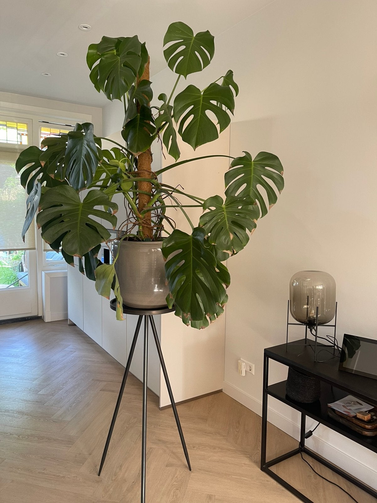 Grote prachtige Monstera, Huis en Inrichting, Kamerplanten, Ophalen, Halfschaduw, 100 tot 150 cm