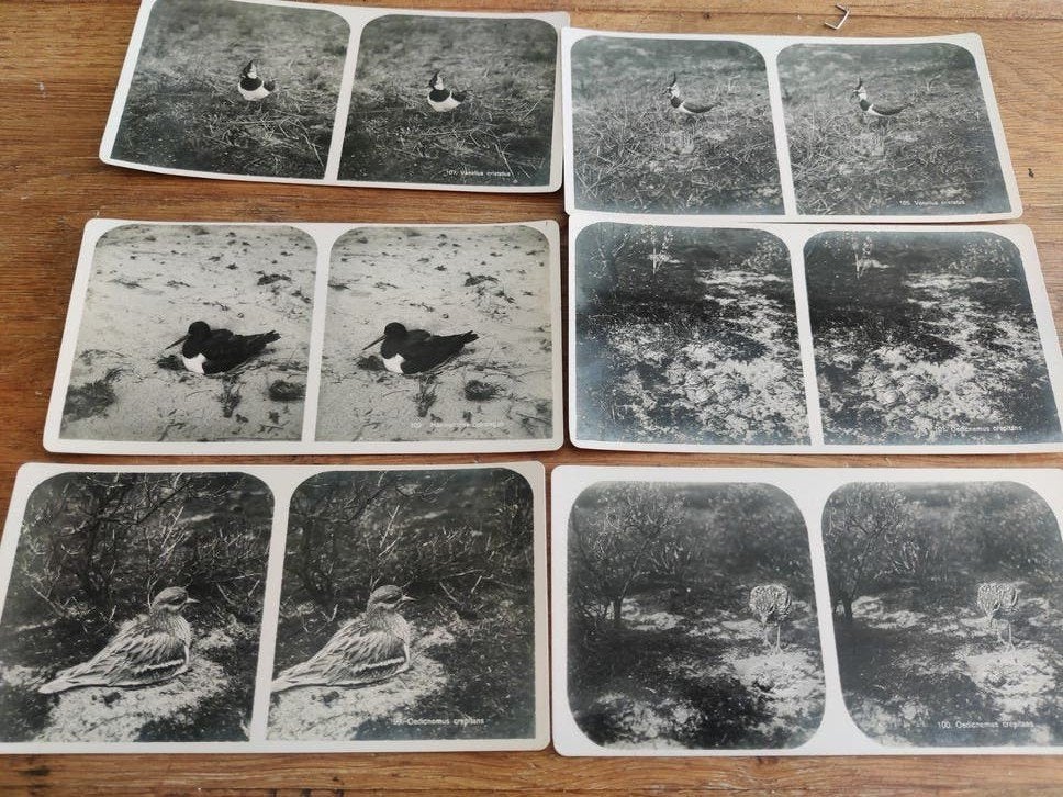 antieke Nederlandse vogels stereofoto's met o.a. de Griel, Ophalen of Verzenden, Voor 1940, Gebruikt
