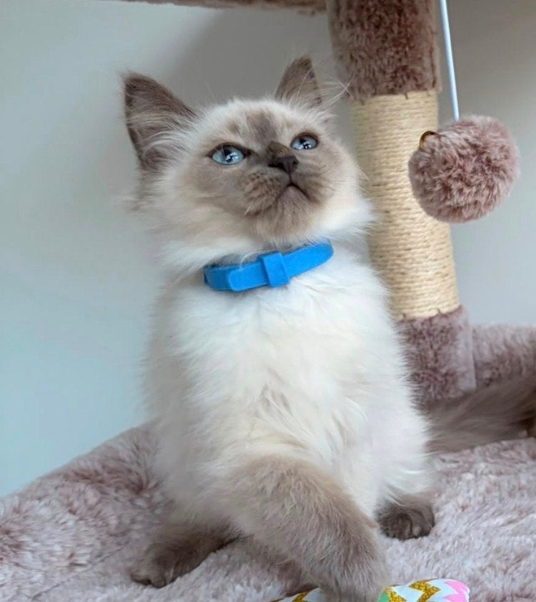 Prachtige Blue Point Ragdoll kater met stamboom 10-06-2026, Dieren en Toebehoren, Kater, Langharig, 0 tot 2 jaar