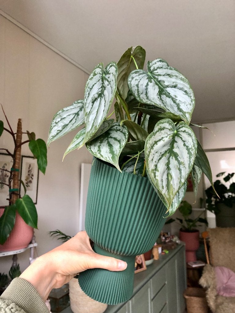 Prachtige Philodendron Silver Sword in groene pot, Huis en Inrichting, Overige soorten, In pot, Minder dan 100 cm, Groene kamerplant