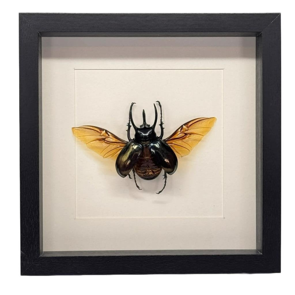 Eupatorus gracilicornis kever passe partout lijst 25x25 cm, Verzamelen, Dierenverzamelingen, Ophalen of Verzenden, Nieuw, Insect