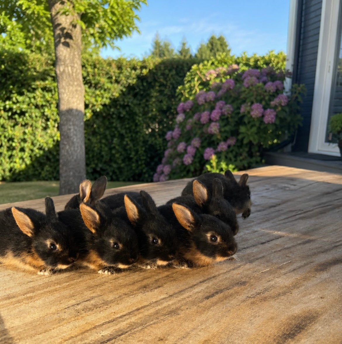 Baby konijnen te koop, Meerdere dieren, Dwerg, 0 tot 2 jaar