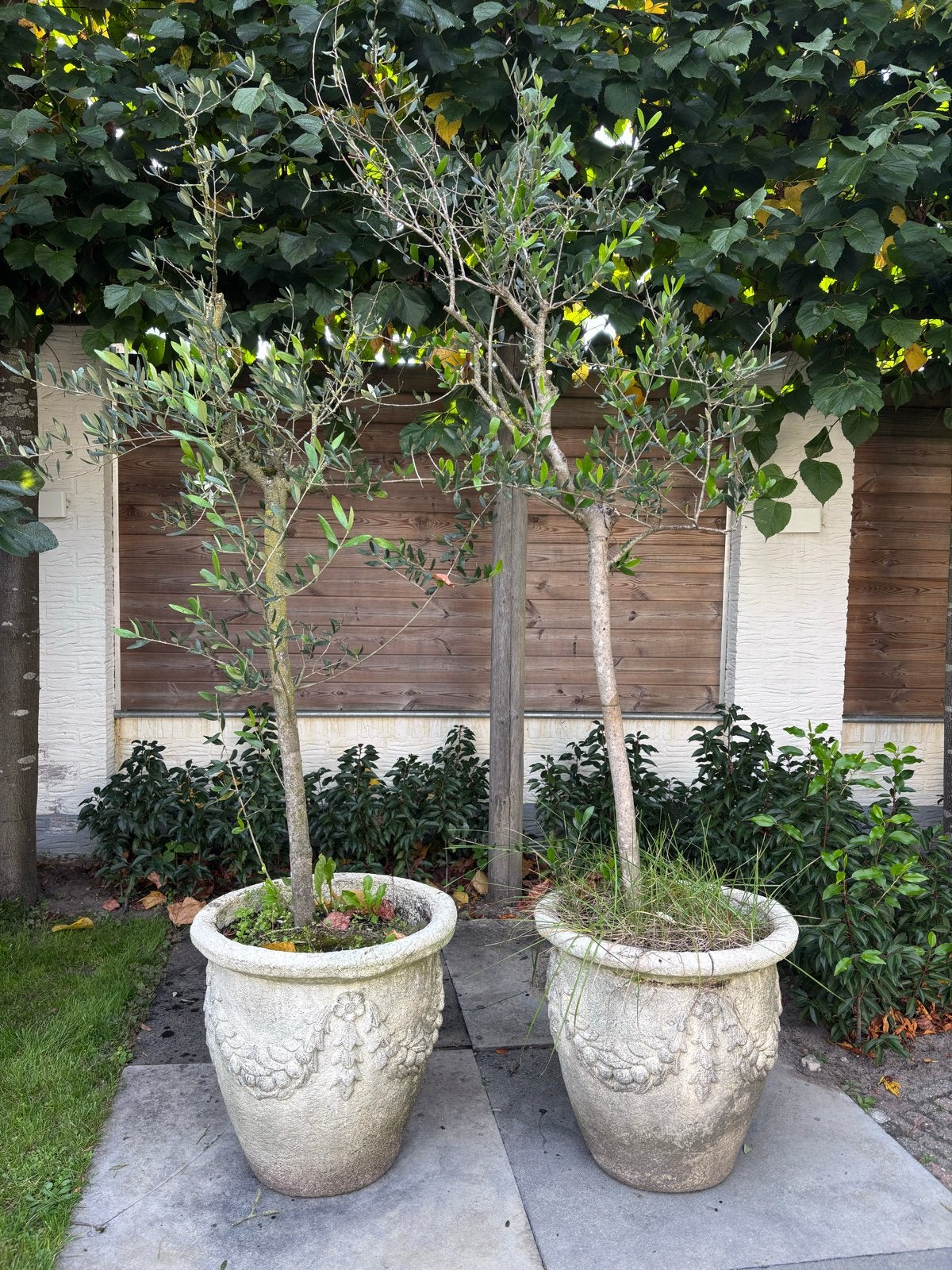Twee olijfbomen in decoratieve stenen potten, Ophalen, Volle zon, Olijfboom, 100 tot 250 cm
