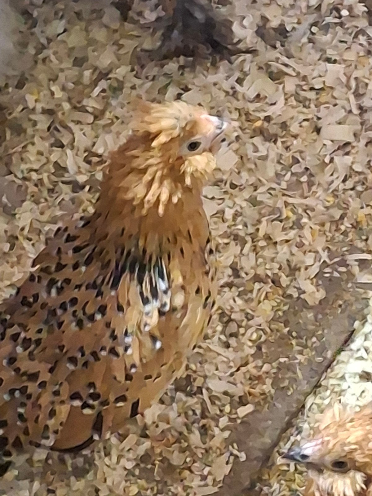 Te koop: prachtige jonge kriel hennetjes,  verschillende ras, Meerdere dieren, Kip
