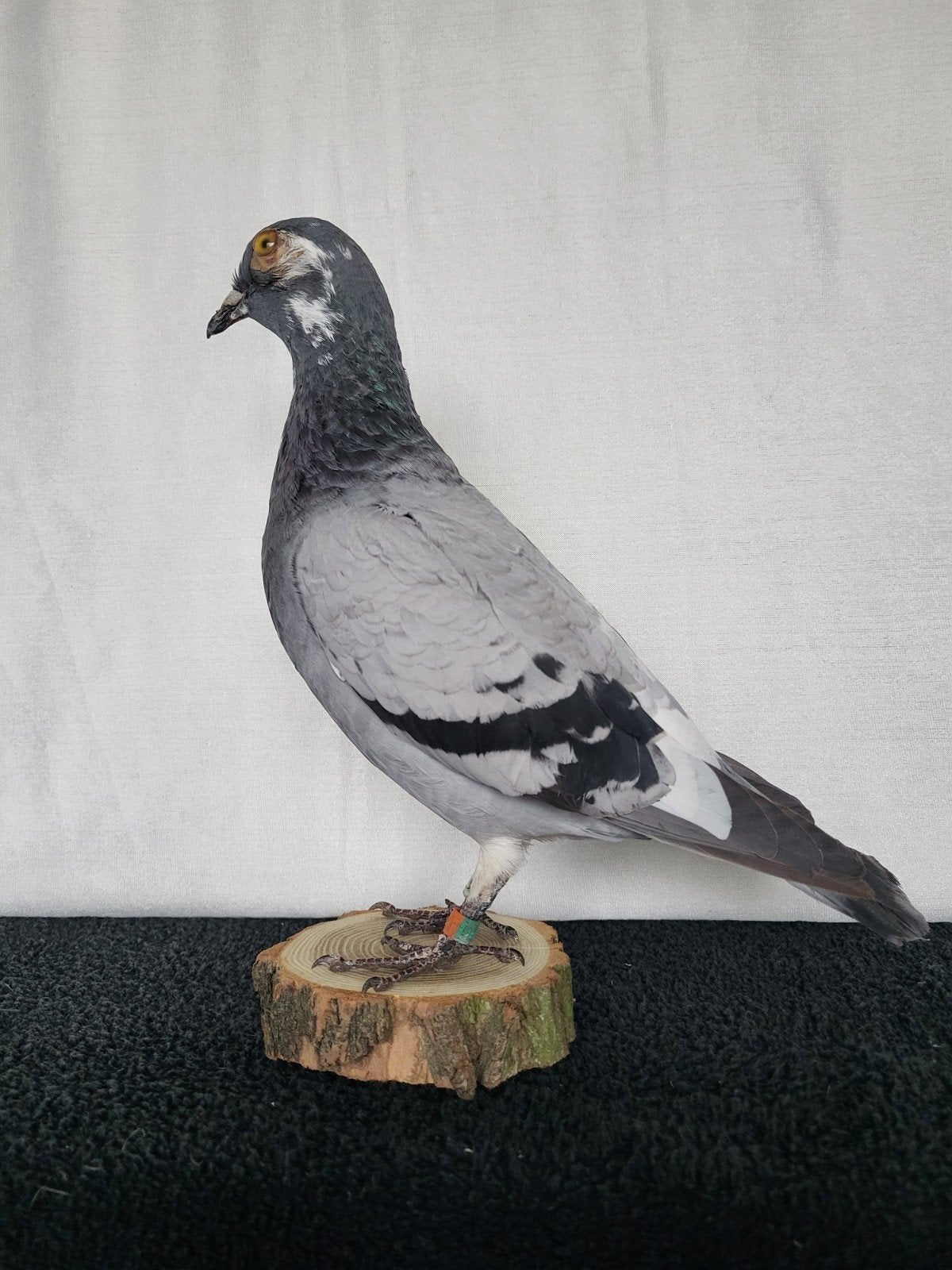 Een prachtige opgezette duif nr 6!, Ophalen of Verzenden, Nieuw, Vogel, Opgezet dier