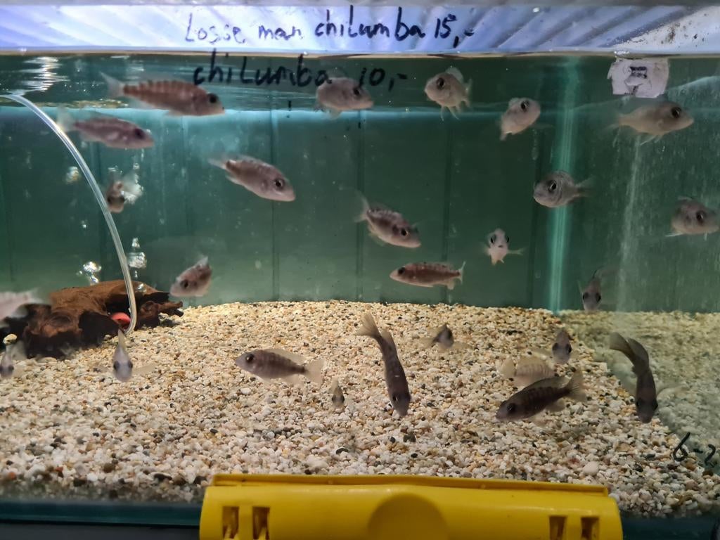 Aulonocara Chilumba Malawi Cichliden, Vis, Zoetwatervis