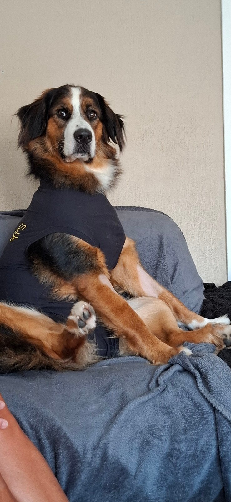 kruising bennensenner herder., 1 tot 2 jaar, Teef, Eén hond, Herder