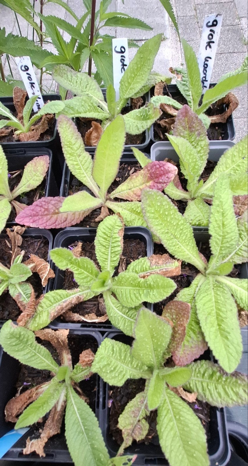 Stekken/zaailingen., Tuin en Terras, Ophalen, Zomer, Overige soorten, Volle zon