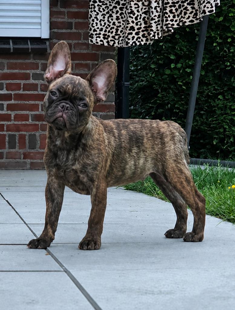 💙 Super stoere X franse bulldog reu pup choco brindl 💙