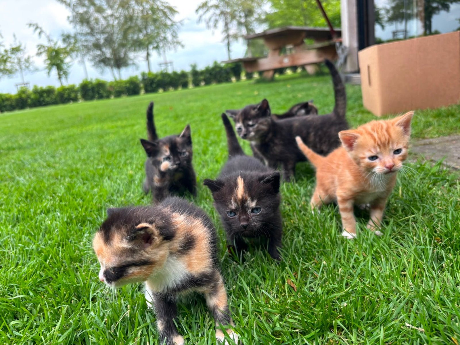 Boederij kittens, Dieren en Toebehoren, Katten en Kittens | Overige Katten, Meerdere dieren, 0 tot 2 jaar