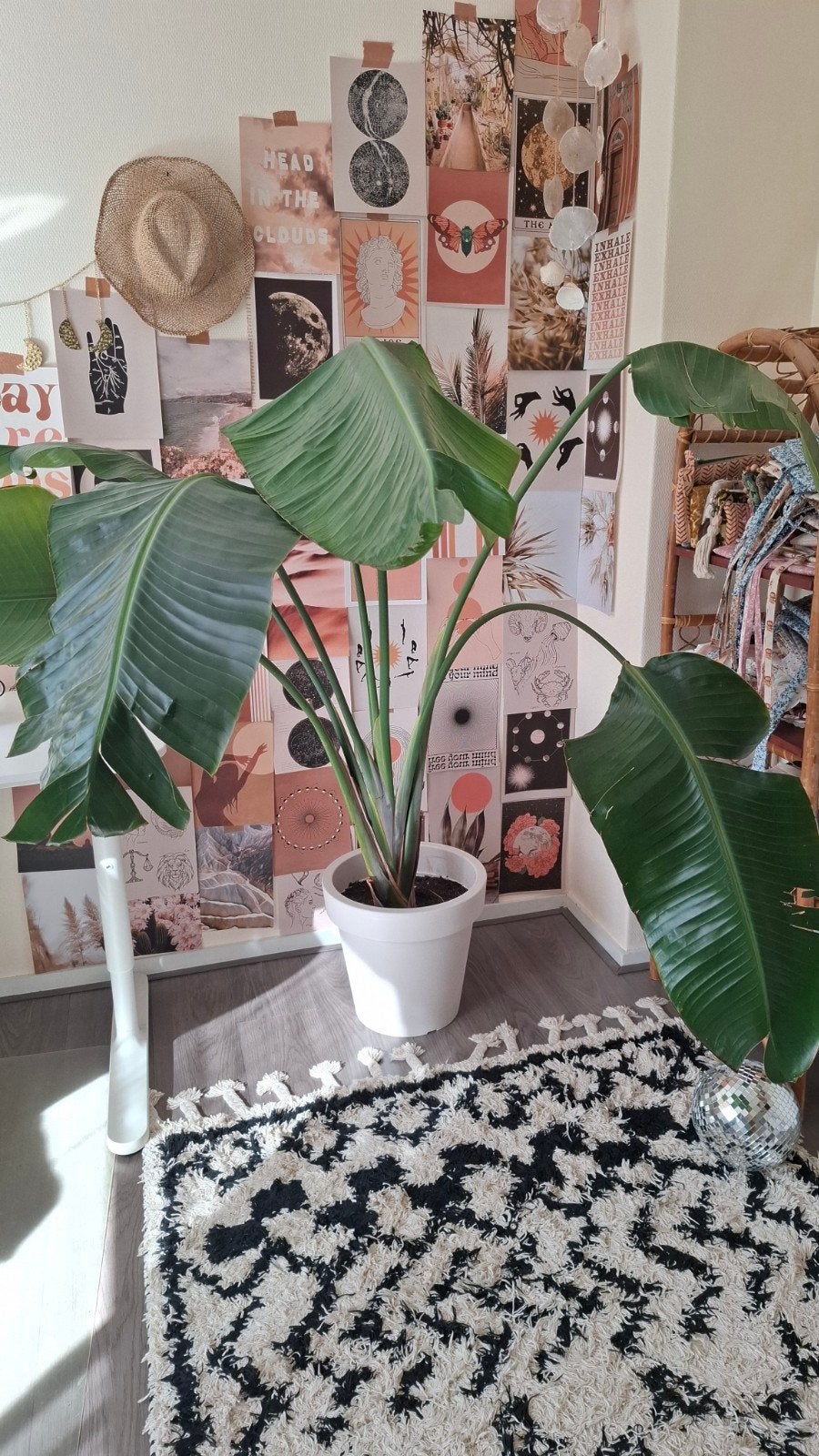 Strelizia, Ophalen, Halfschaduw, 150 tot 200 cm