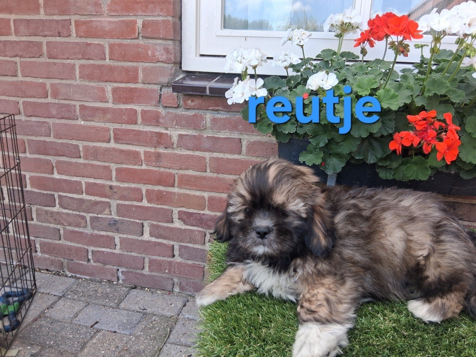 Te koop mooie speelse klein blijvende boomer pups, Dieren en Toebehoren, Parvo, Overige rassen, 8 tot 15 weken, Meerdere