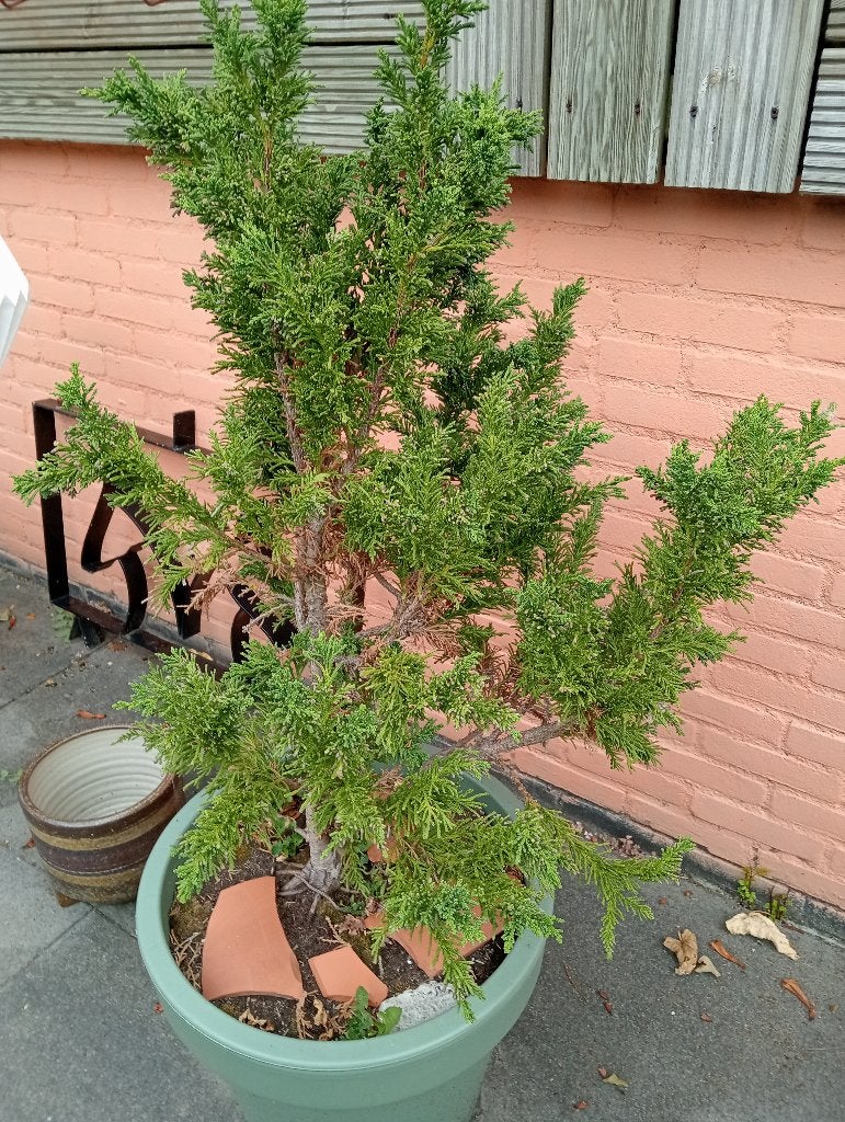 Coniferen, Tuin en Terras, Ophalen of Verzenden, Conifeer, Struik, 100 tot 250 cm