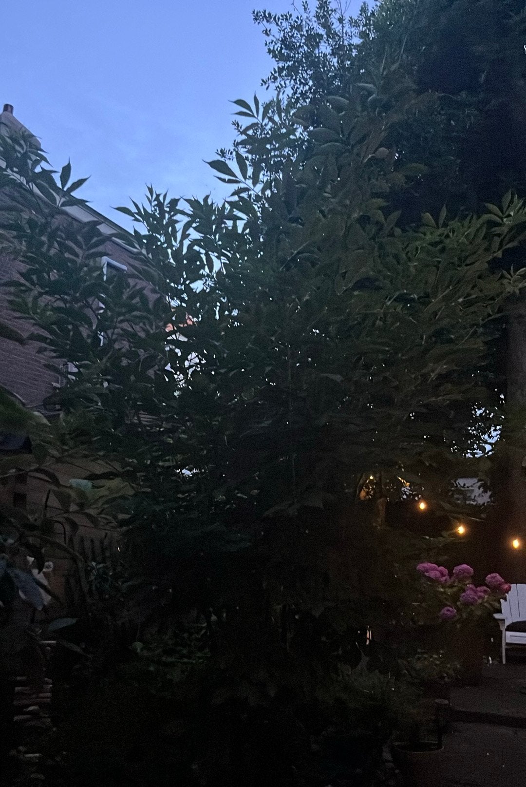 GRATIS vlierboom - zelf uit te graven, Ophalen, Volle zon, Overige soorten