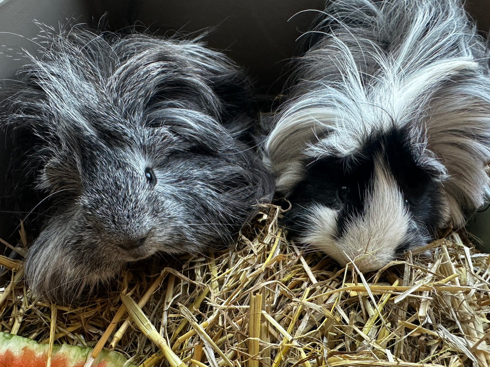 Cavia peruvian beertjes lieve sociale cavia’s lang haar, Dieren en Toebehoren, Vrouwelijk, Middelgroot, 0 tot 2 jaar