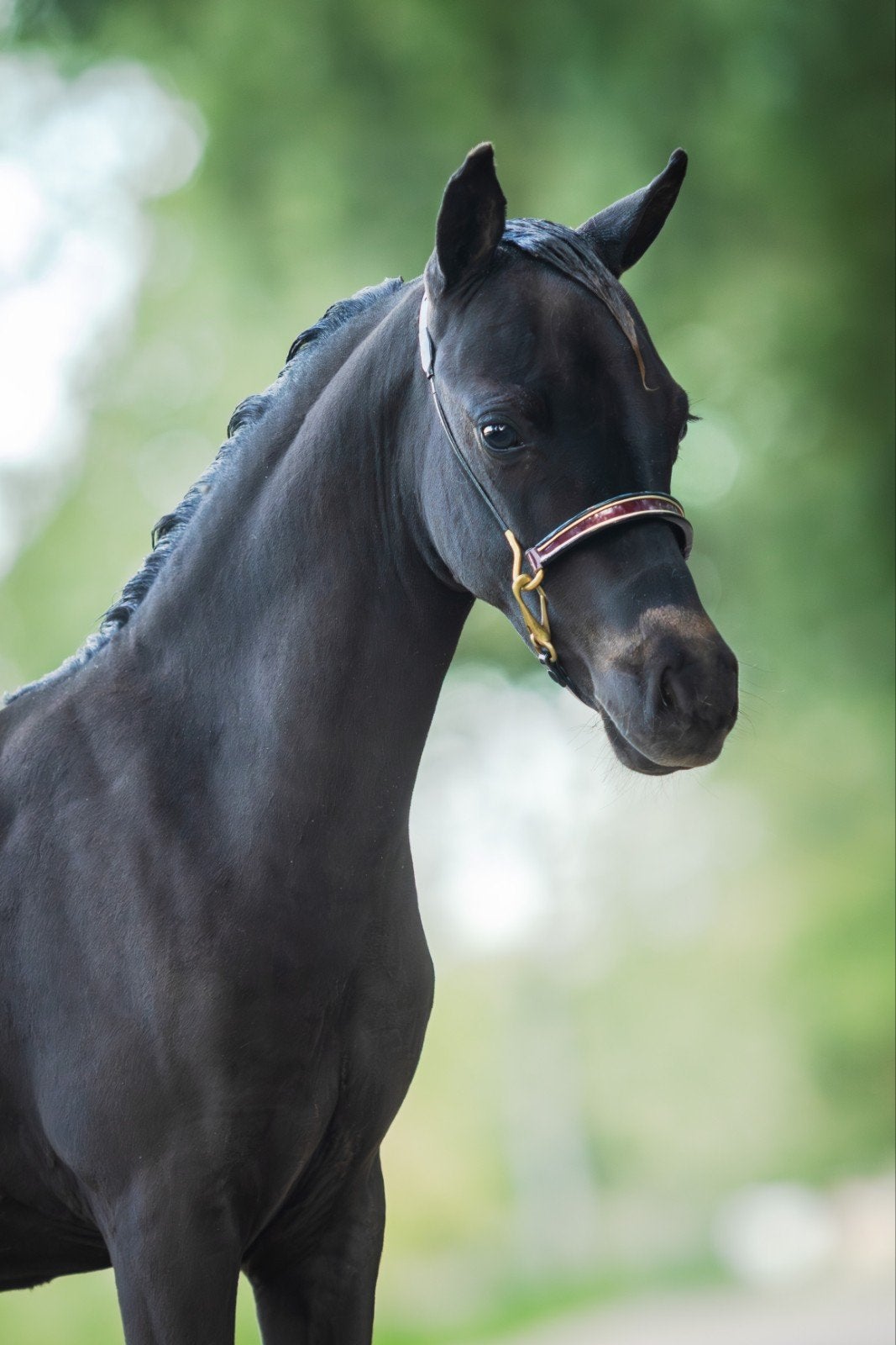 🏆Toekomstige Topper nmprs hengstveulen🏆, Hengst, A pony (tot 1.17m), Met stamboom, 0 tot 2 jaar