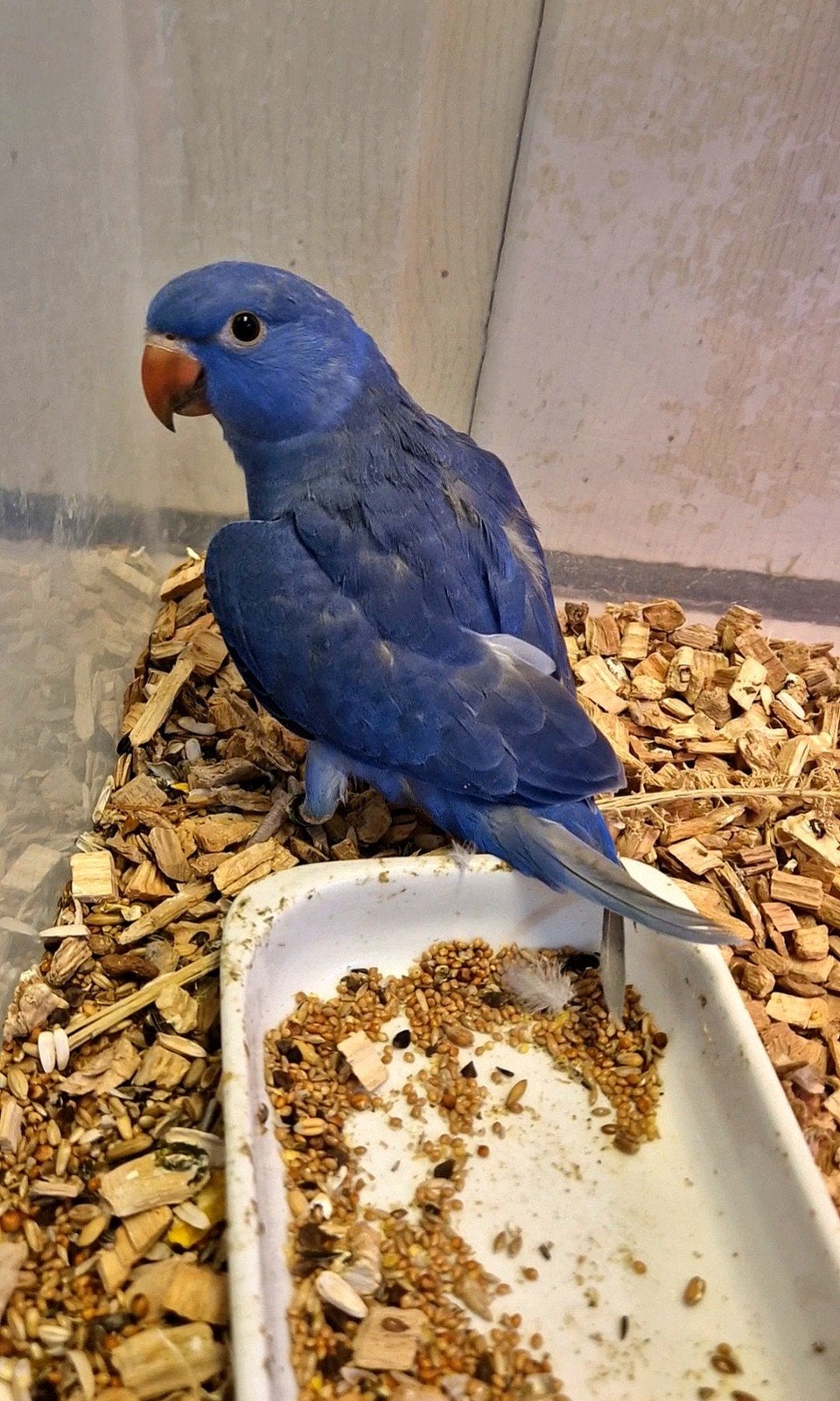 SUPER Mooie Violet Halsbandparkiet, Dieren en Toebehoren, Vogels | Parkieten en Papegaaien, Mannelijk, Parkiet, Geringd