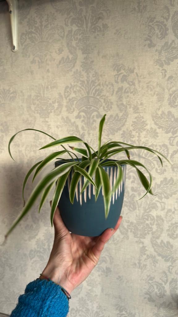 Kamerplant: Spider Plant (Chlorophytum Comosum), Ophalen, Overige soorten, Halfschaduw, Minder dan 100 cm
