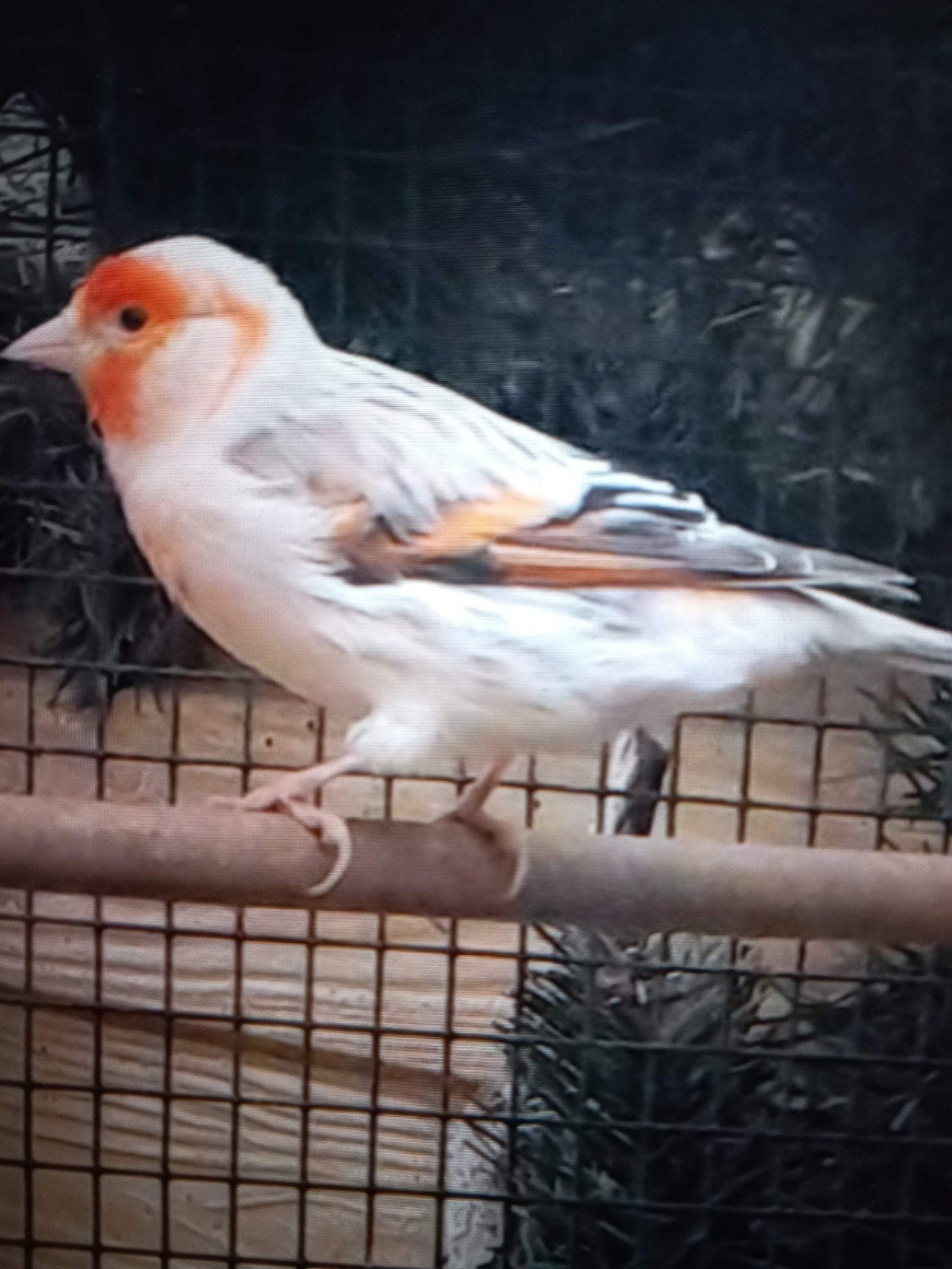 Gevraagt bastaarden zangvogels, Dieren en Toebehoren, Mannelijk