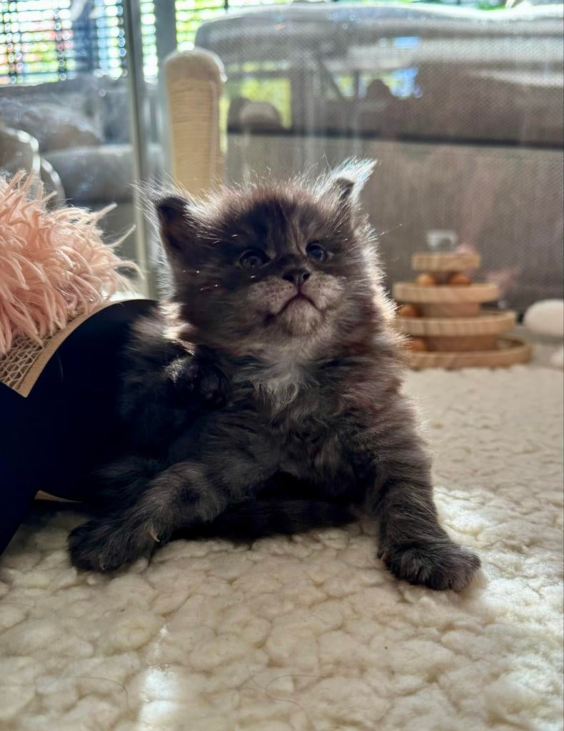 Maine Coon kittens met stamboom, ouders volledig getest, Dieren en Toebehoren, Katten en Kittens | Raskatten | Langhaar, Meerdere dieren