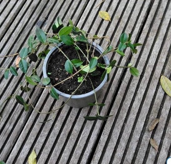 Maagdenpalm., Tuin en Terras, Ophalen, Overige soorten, Halfschaduw