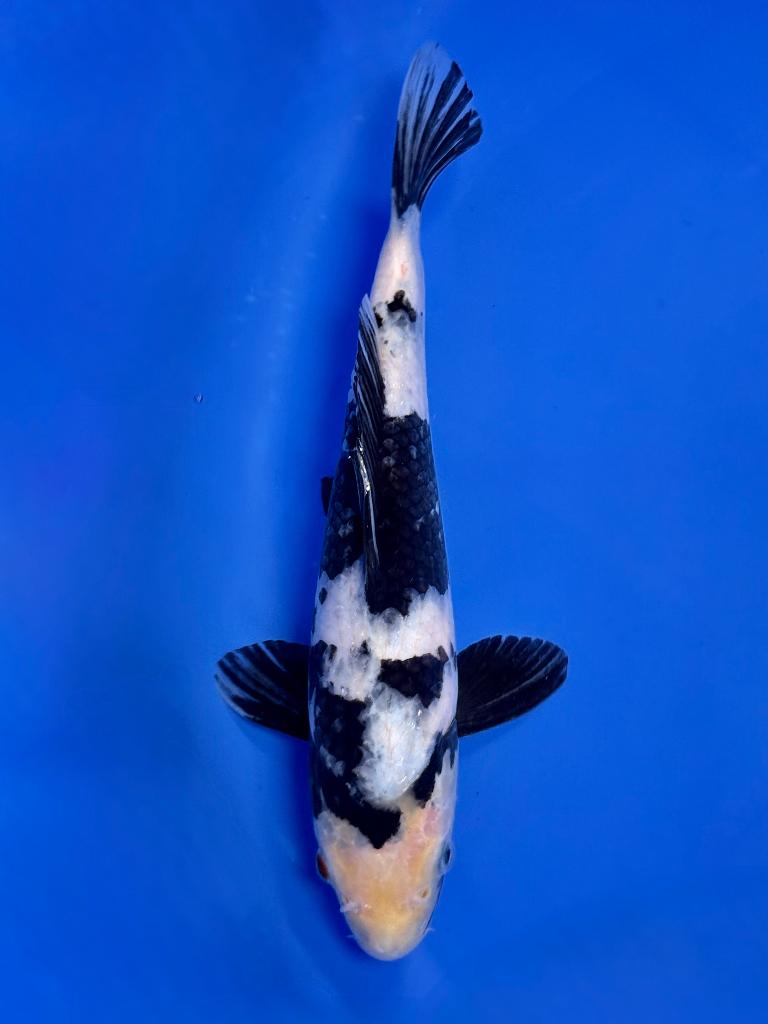 Shiro Utsuri Kawakami | Young Nisai 25–30 cm | Japanse koi, Karper of Koi