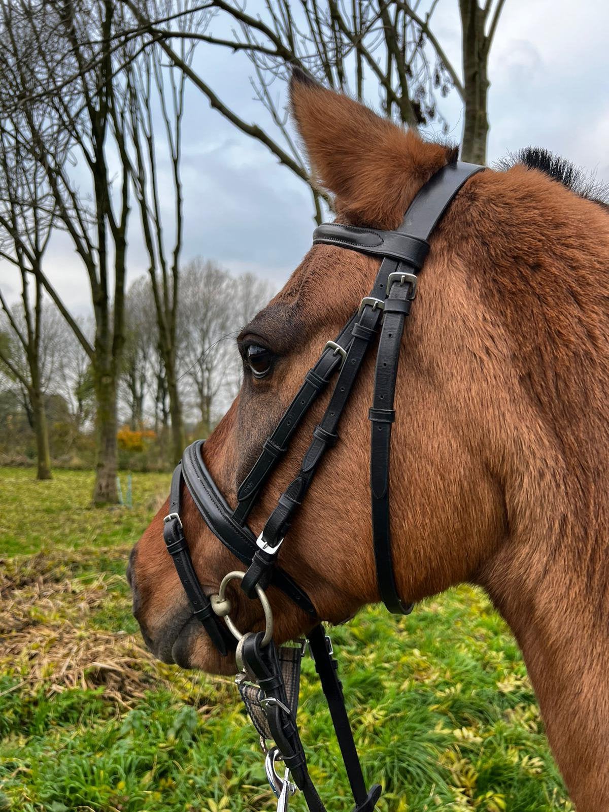 Leuke pony, Dieren en Toebehoren, Merrie, Minder dan 160 cm, Recreatiepaard, 0 tot 2 jaar