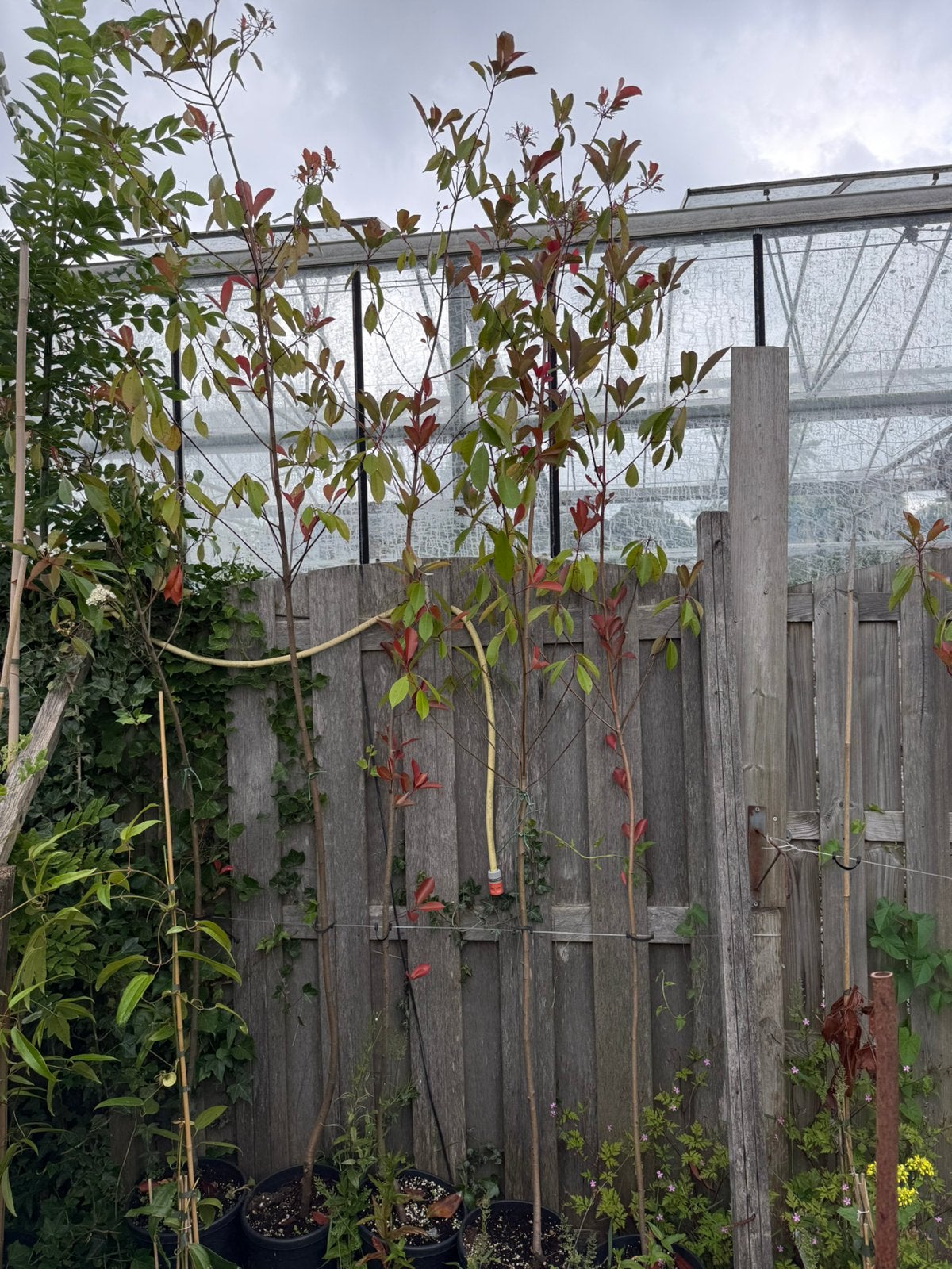 Glansmispel of photunia red robins jonge hallf en hoogstam, Tuin en Terras, Planten | Bomen, Ophalen, Volle zon, Overige soorten