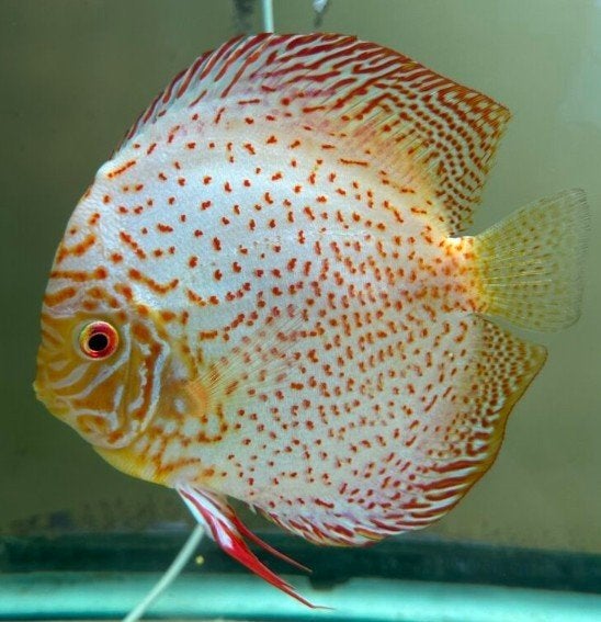 Golden Leopard Discus ca 14 cm- Koidream Valburg, Dieren en Toebehoren, Vis, Zoetwatervis