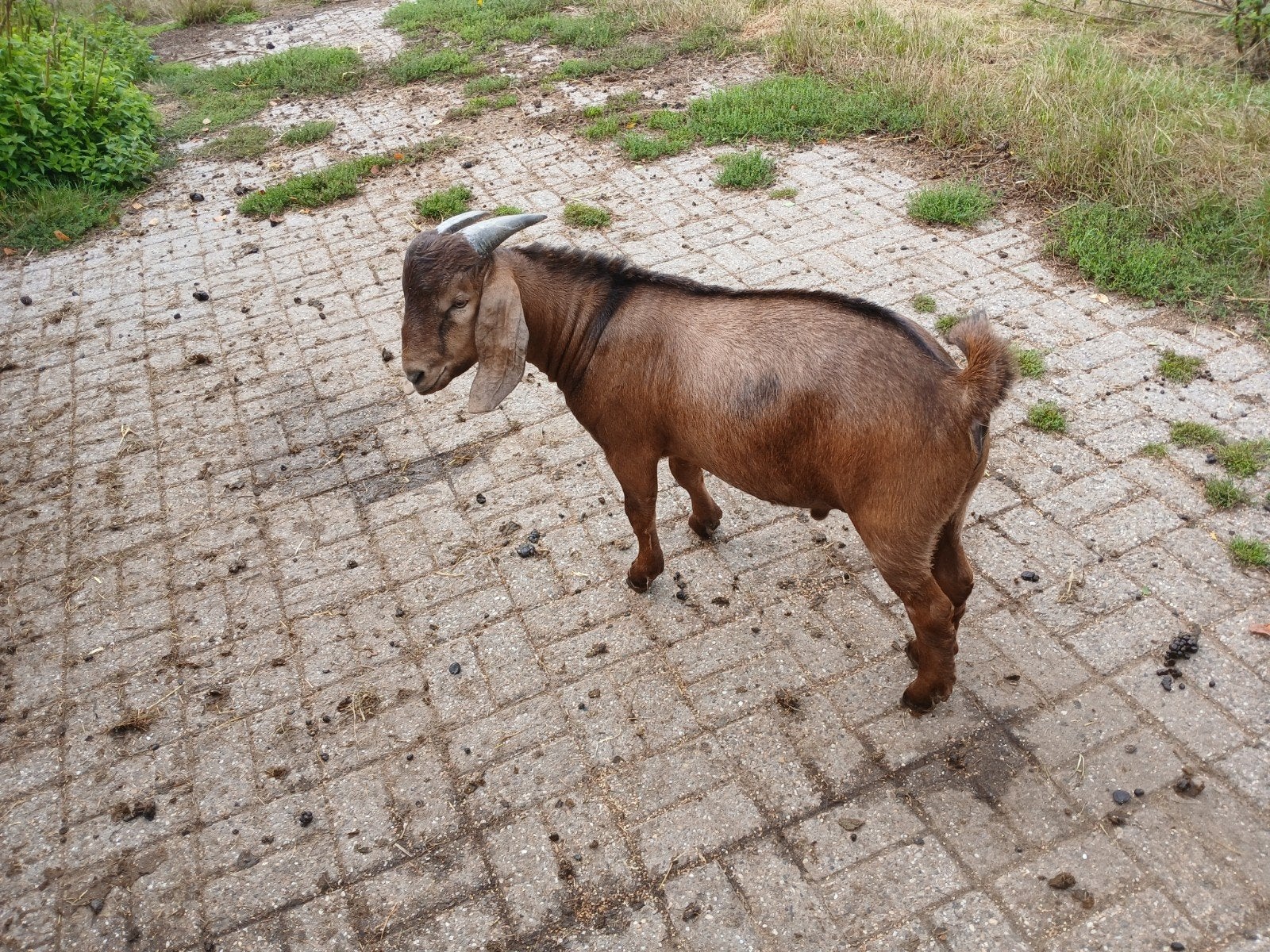 Boerbok te koop, Dieren en Toebehoren, Schapen, Geiten en Varkens, Mannelijk, Geit