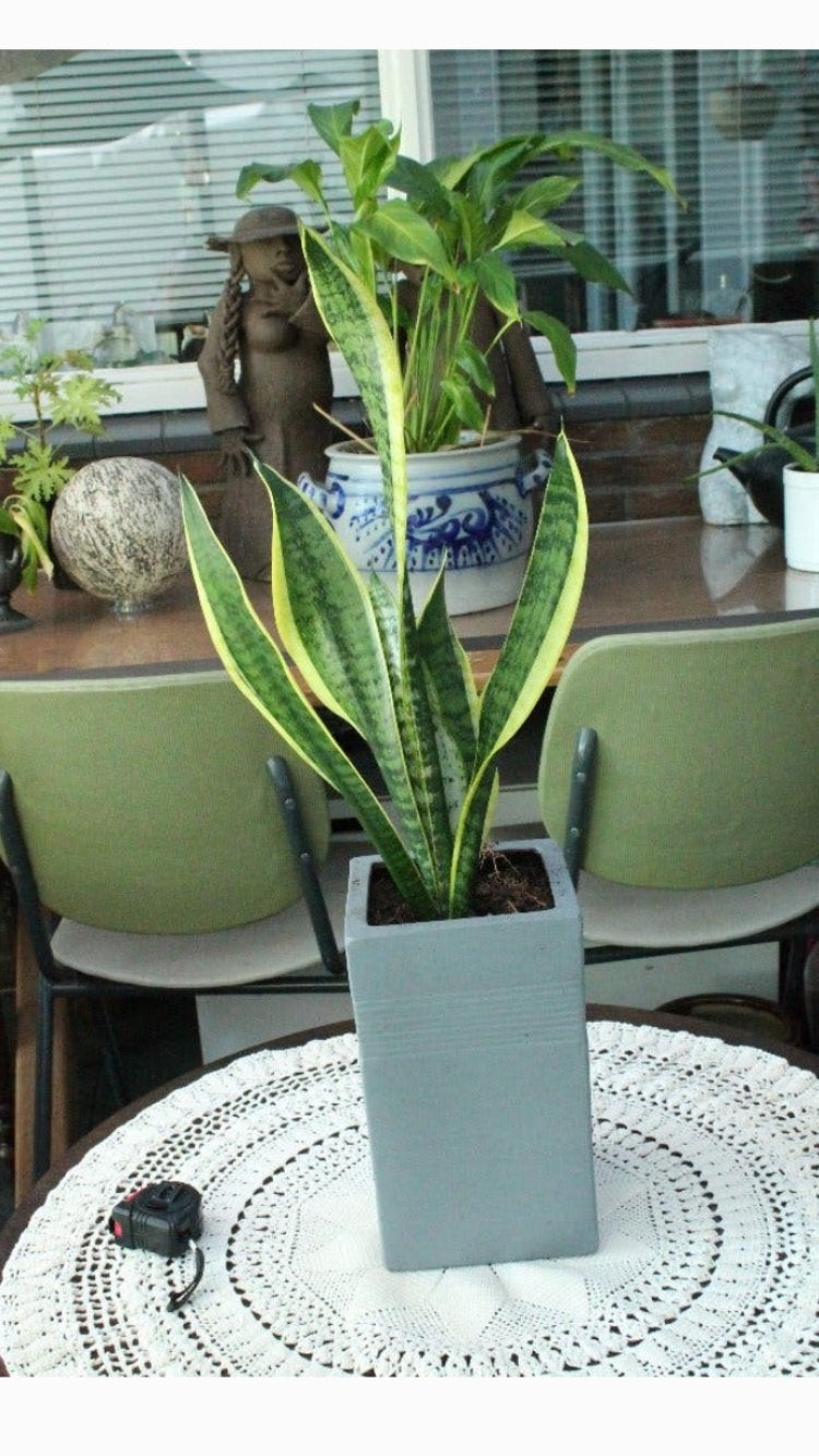 Sansevieria in stenen pot., Ophalen, In pot, Halfschaduw, Minder dan 100 cm