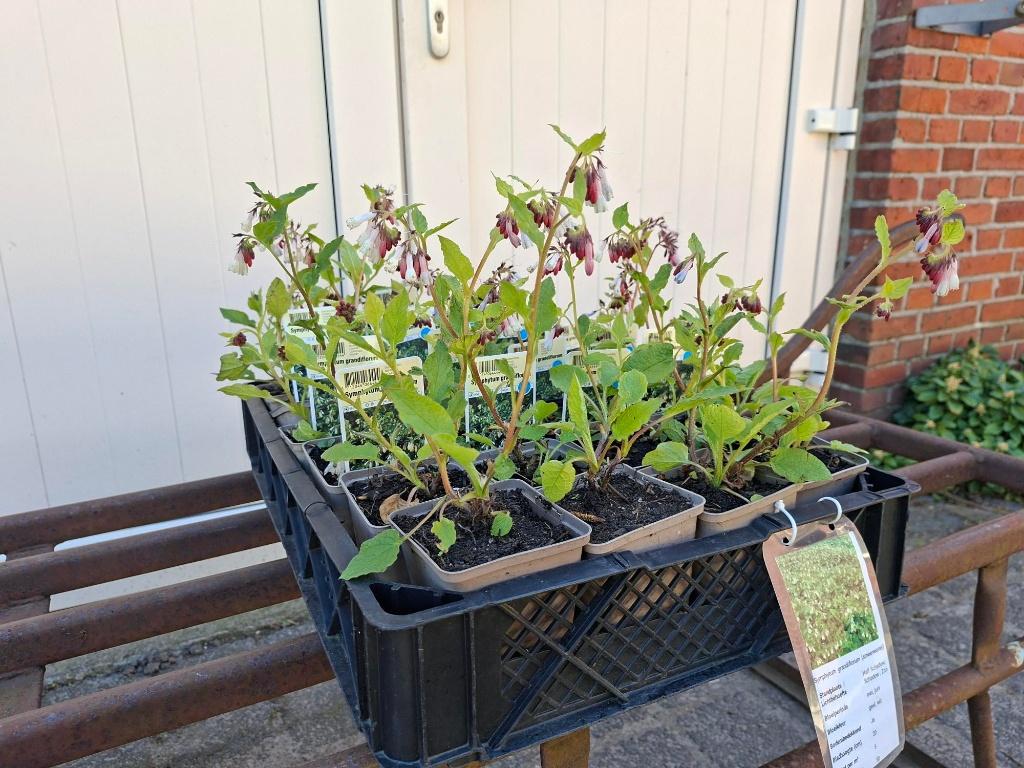 Mooie Bloeiende Symphytum 'Wiseley Blue' (Smeerwortel)!, Ophalen, Overige soorten, Halfschaduw