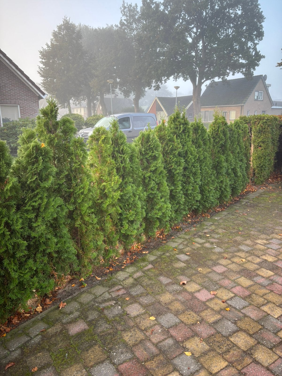 19x conifeer Thuja 160cm, Tuin en Terras, Ophalen, Conifeer, 100 tot 250 cm
