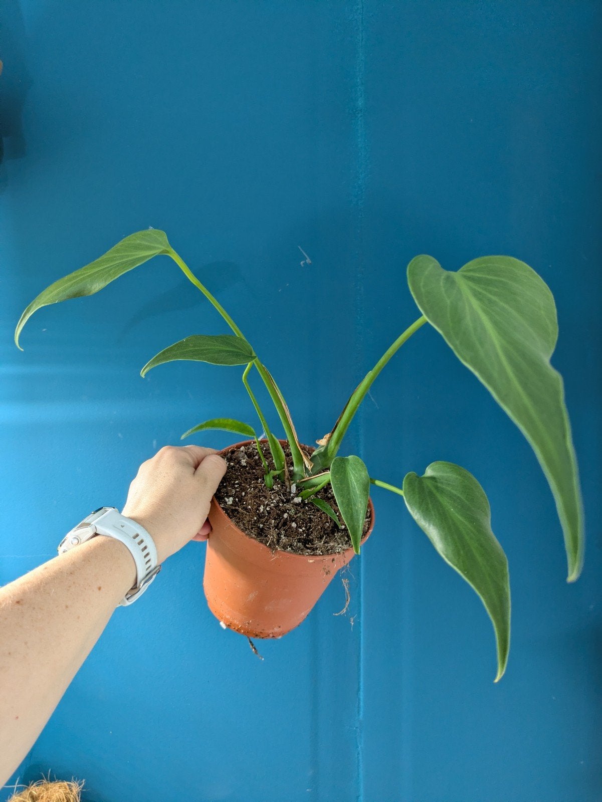Monstera Burle Marx Flame plantje, Huis en Inrichting, Kamerplanten, Verzenden, Halfschaduw, Minder dan 100 cm
