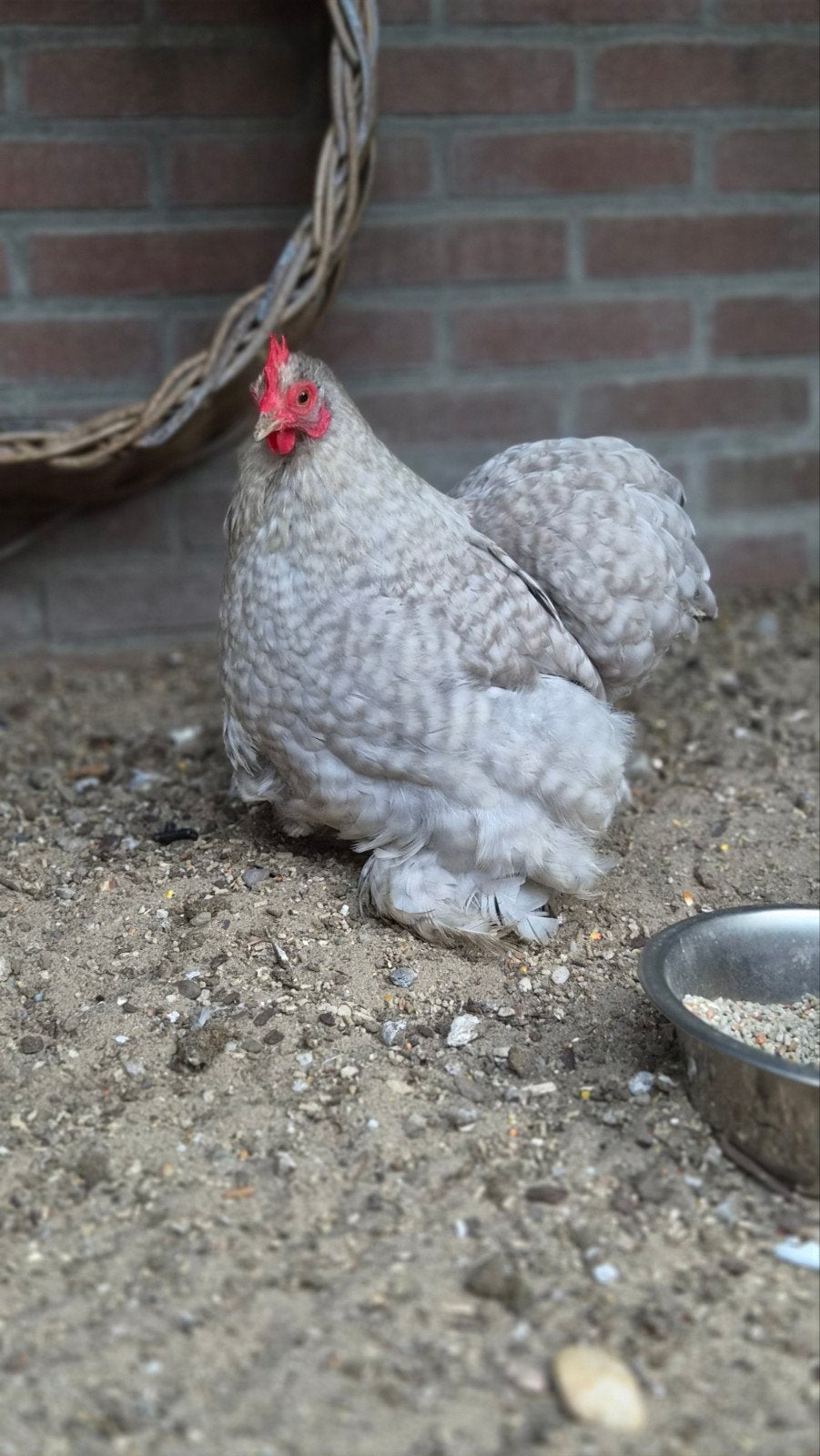 2 Cochin Hennen, Dieren en Toebehoren, Vrouwelijk, Kip