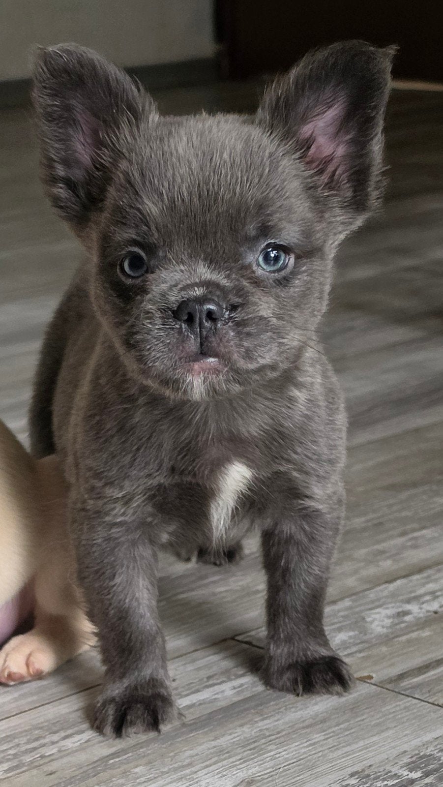 franse bulldog puppys beschikbaar, Dieren en Toebehoren, CDV (hondenziekte), 8 tot 15 weken, Bulldog, Meerdere