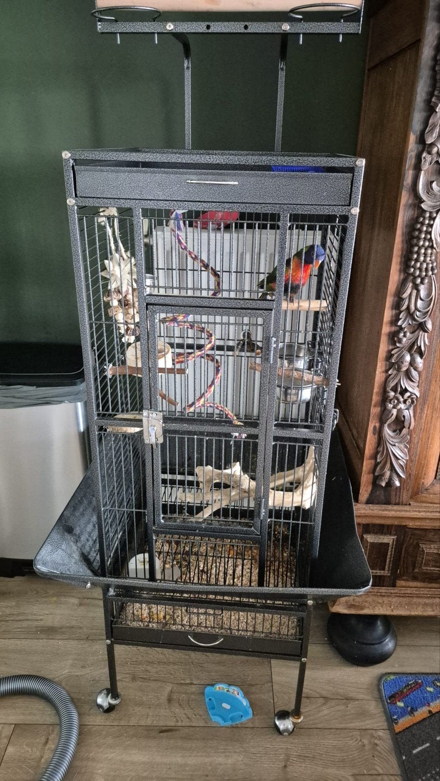 Tamme lieve Lori met nieuwe kooi, Ophalen, Zo goed als nieuw, Metaal, Vogelkooi