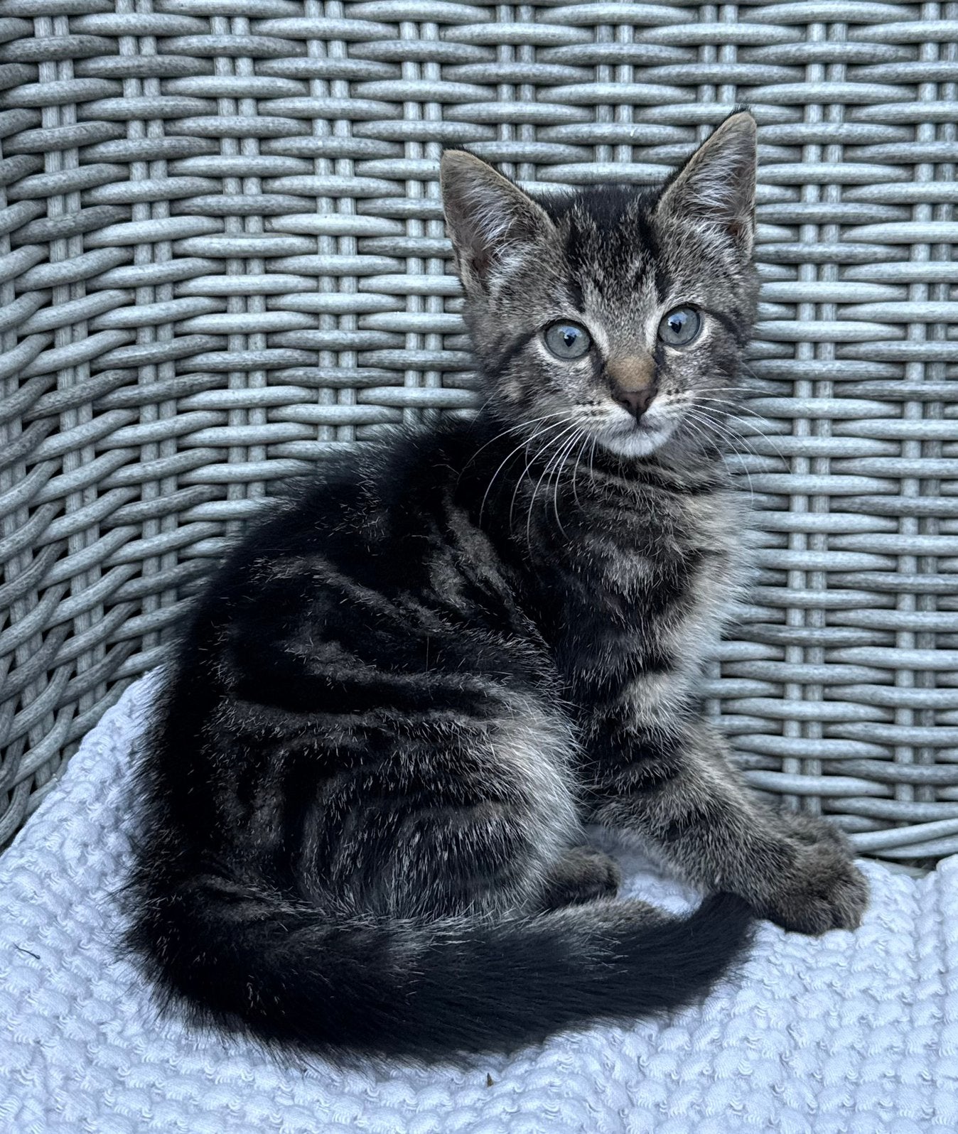 Schattige kittens, Meerdere dieren, Kortharig, 0 tot 2 jaar