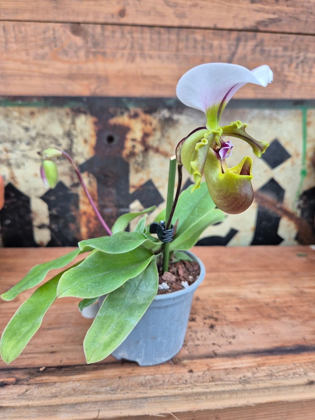Orchidee Paphiopedilum Milano p9 (2), Ophalen of Verzenden, Halfschaduw, Minder dan 100 cm