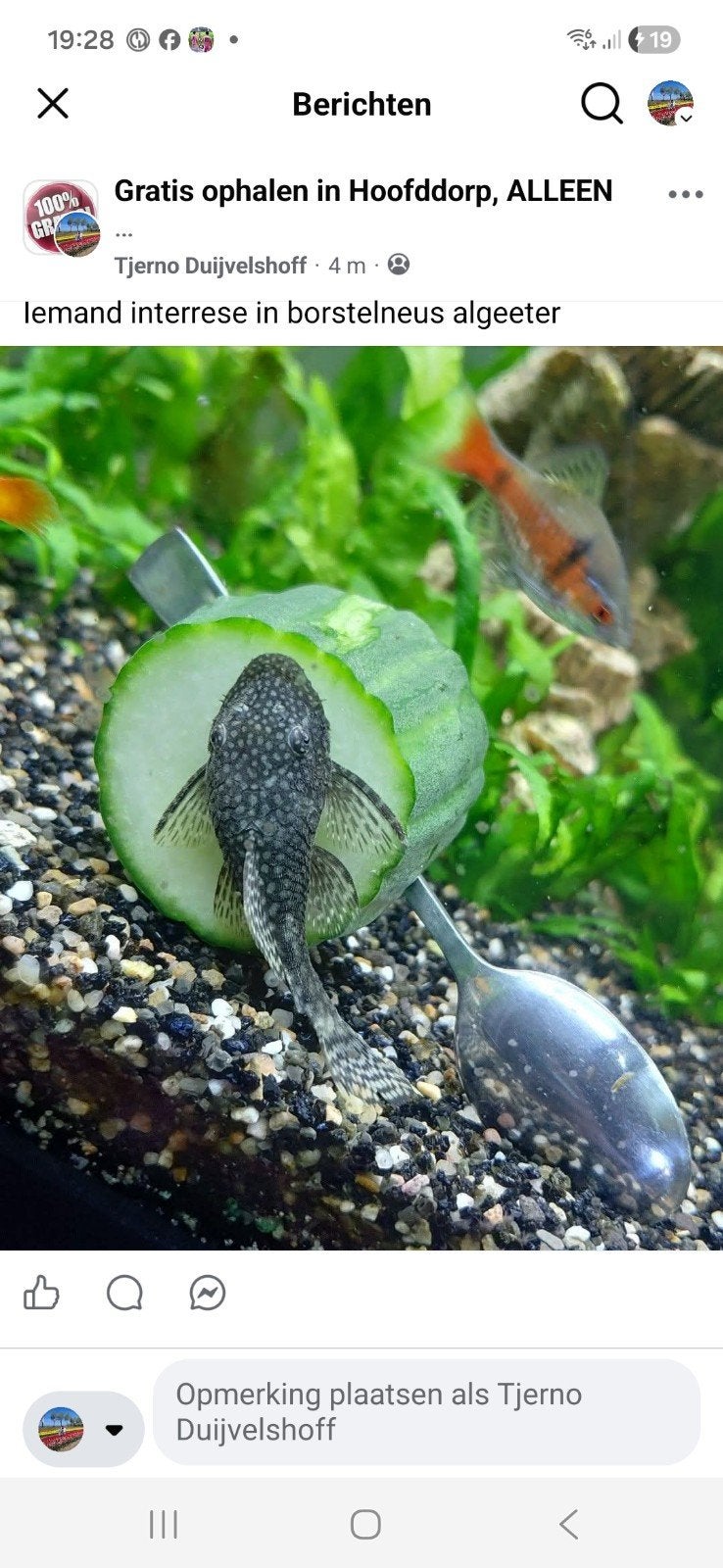 borstelneus algeeter, Dieren en Toebehoren, Vissen | Aquariumvissen