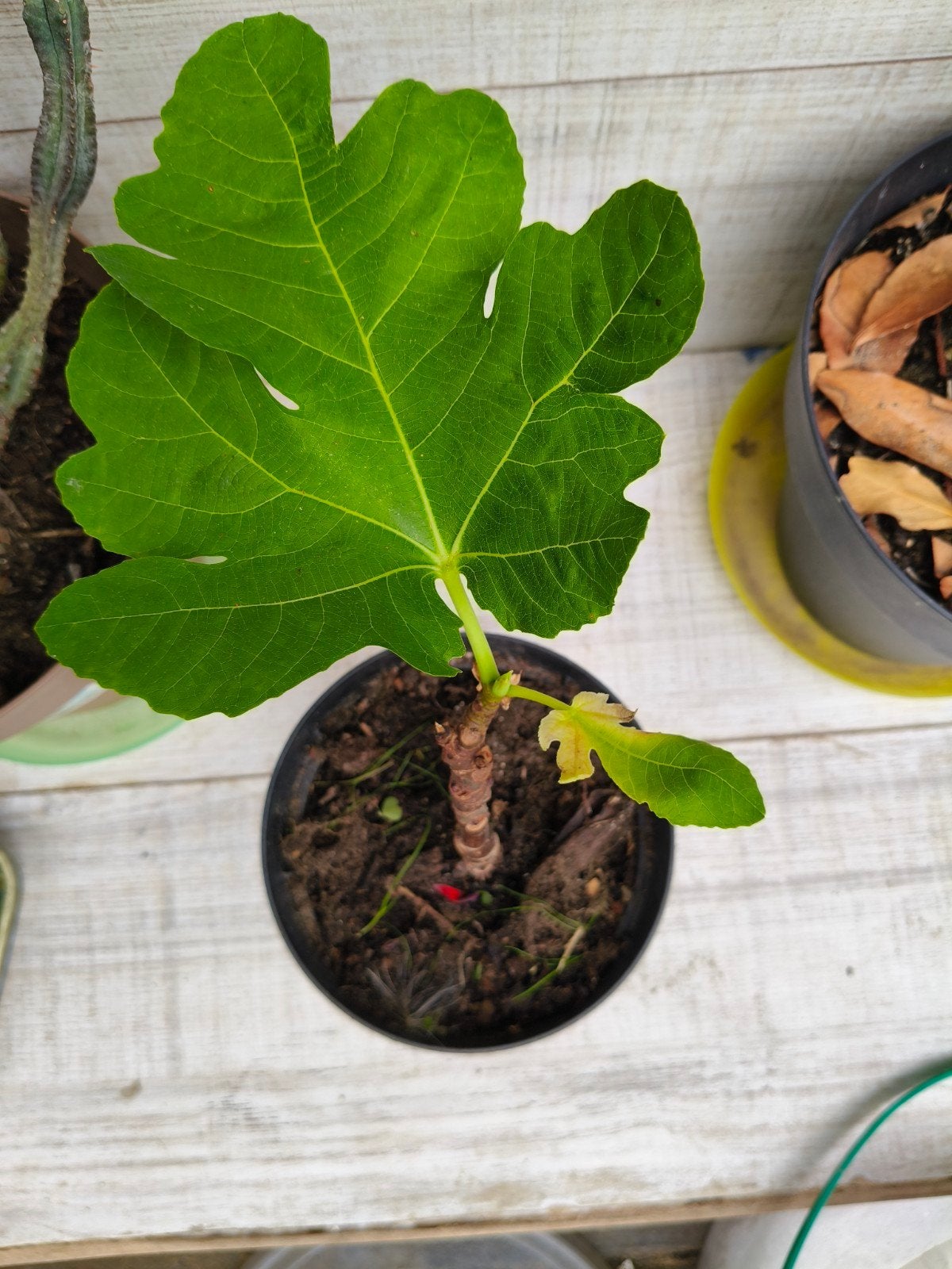 Vijgenboom – Mediterrane plant – Geschikt als terrasplant, Ophalen, Minder dan 100 cm, Halfschaduw, Vijgenboom