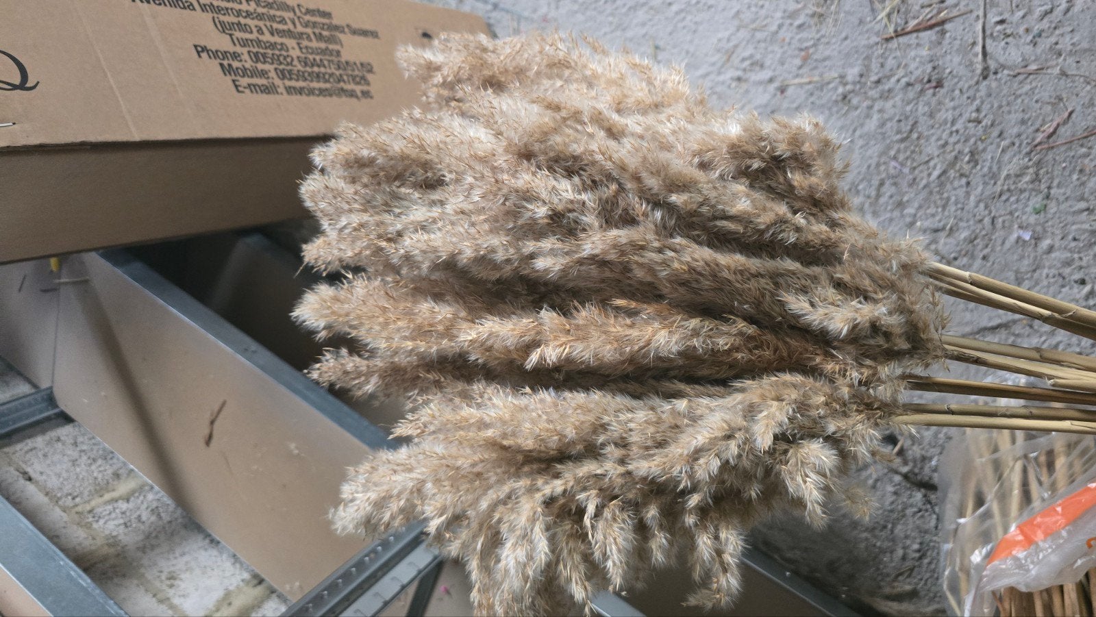 5 bossen pampasgras - alles voor 20 euro, Ophalen of Verzenden, Zo goed als nieuw, Beige, Natuurlijk materiaal