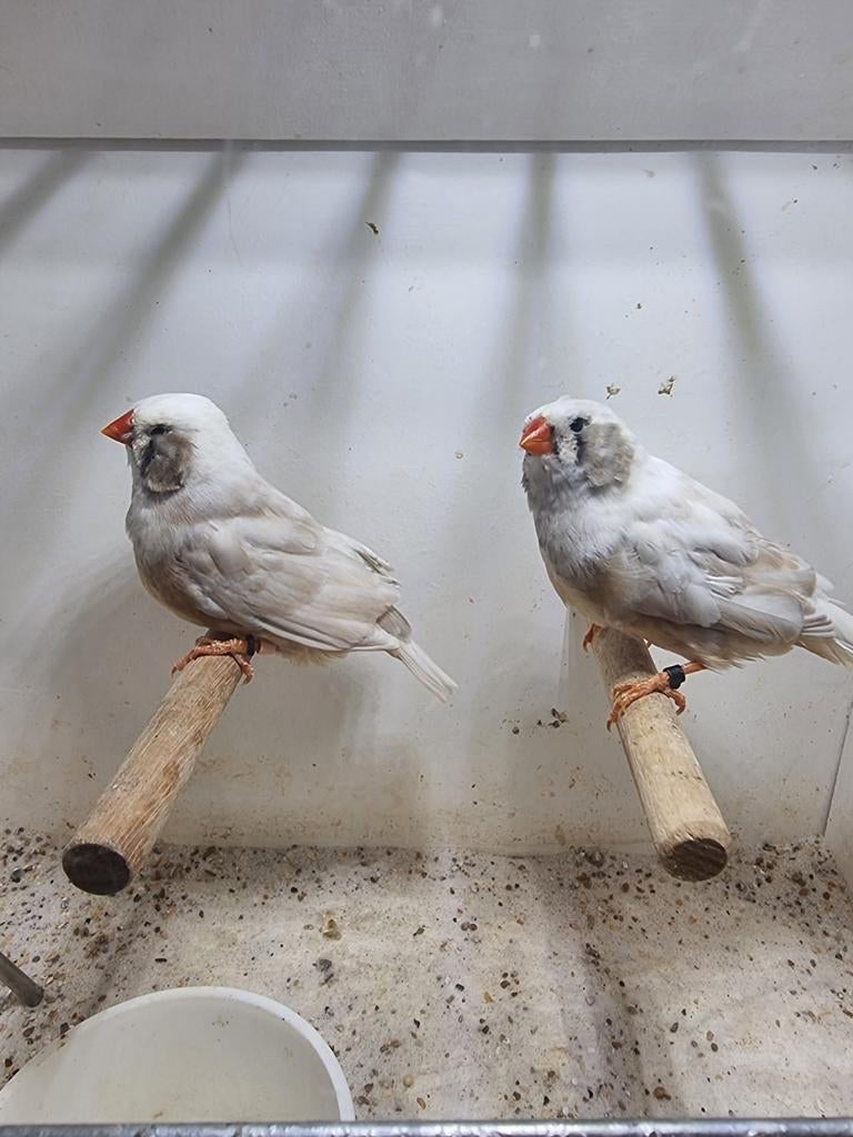 Te koop 2 poppen zebravinken wang split charcoal, Dieren en Toebehoren, Vogels | Overige Vogels, Vrouwelijk
