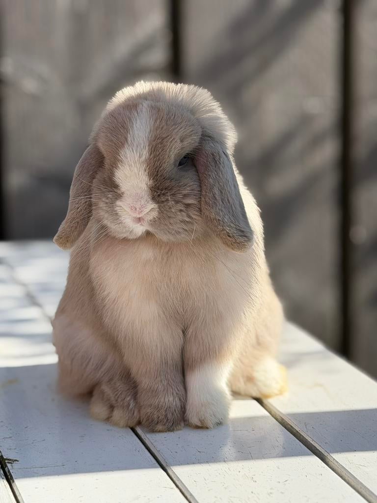 Ter dekking prachtige Minilop ram met stamboom, Dieren en Toebehoren, Konijnen, Mannelijk, Dwerg