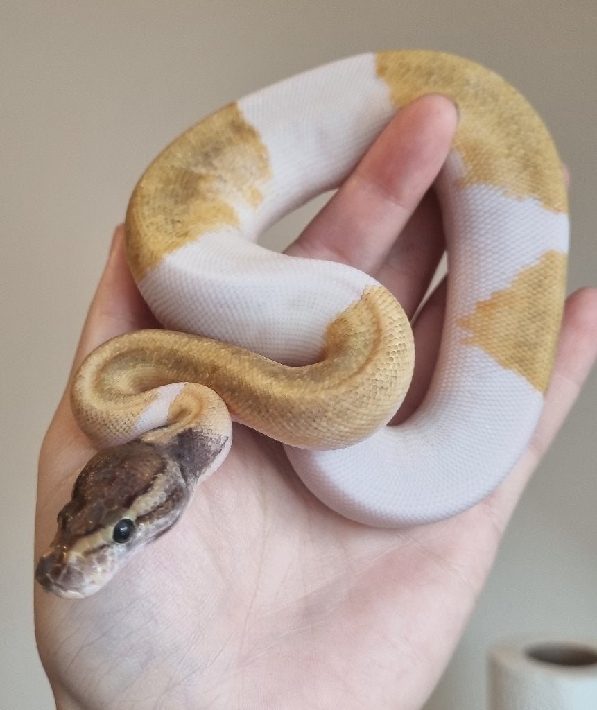 0.1 mojave enchi pin pied koningspython Ball Python - female for sale from Snakesnballoons