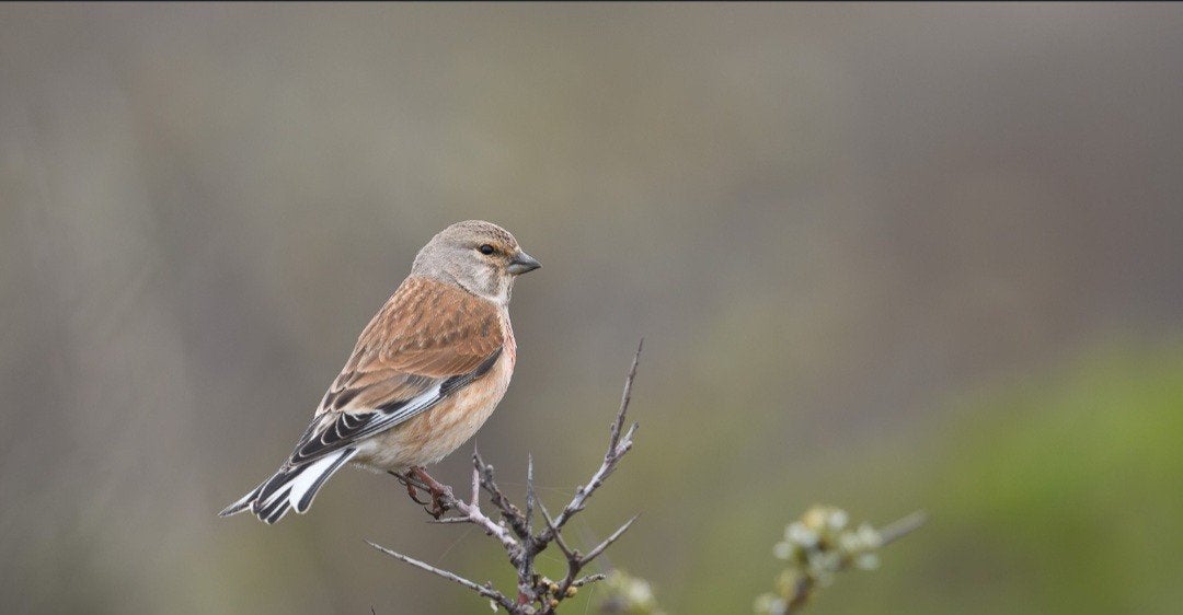 Man Kneu 2025., Dieren en Toebehoren, Mannelijk, Wildzangvogel, Geringd